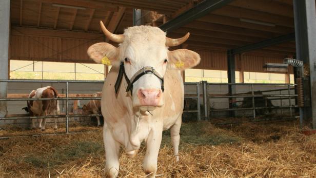 Stier Iwan tappte in die Liebesfalle