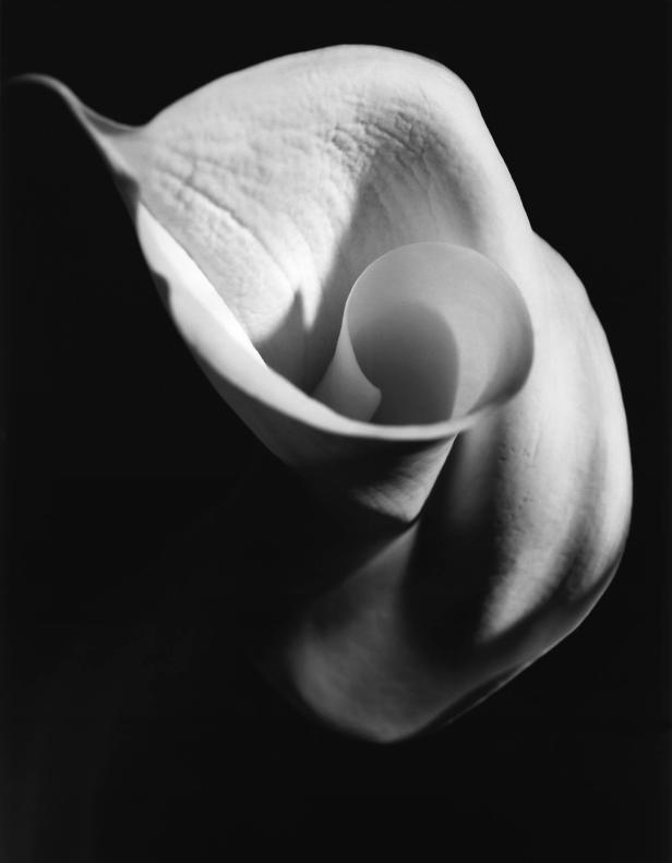 Eine Nahaufnahme einer eleganten, weißen Calla-Lilie vor einem dunklen Hintergrund.