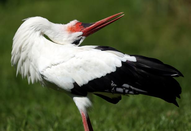 Tierarten sterben durch den Menschen schneller aus