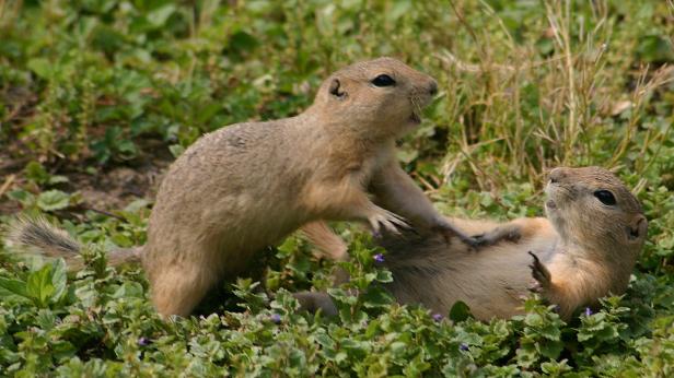 Gedenktag zum Schutz der Tiere