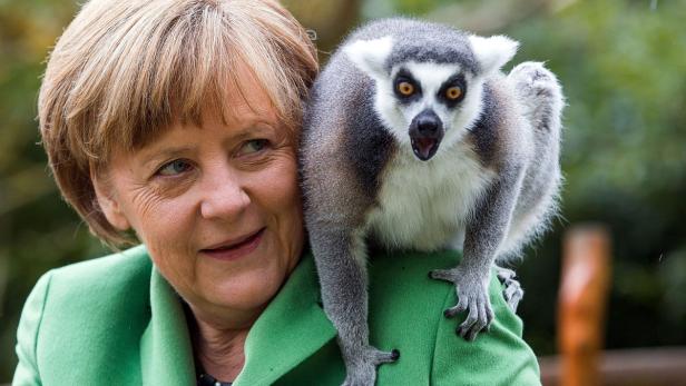 Angela Merkel mit einem Katta auf ihrer Schulter.