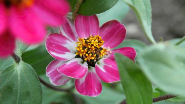 Eine pinkfarbene Zinnie blüht im Garten.