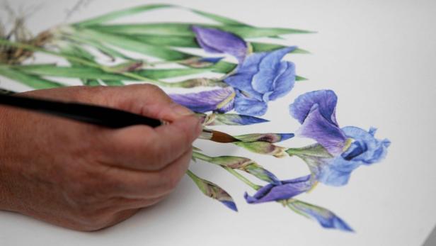 Eine Hand bemalt eine Irisblüte mit einem Pinsel auf Papier.