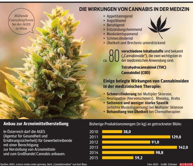 Cannabisblüten auf Rezept: In Deutschland ja, in Österreich nein