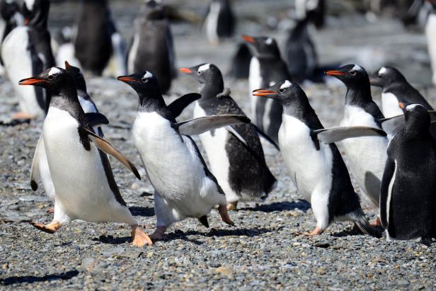 Antarktis: Urlaub mit Pinguin