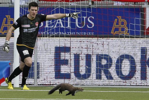 Ein Steinmarder läuft über den Rasen während eines Fussballspiels.