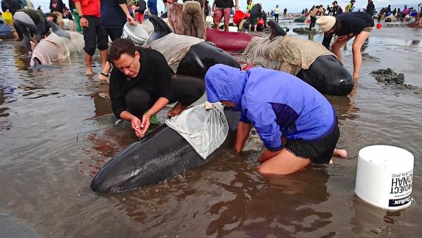 Mehr als 300 Wale in Neuseeland verendet