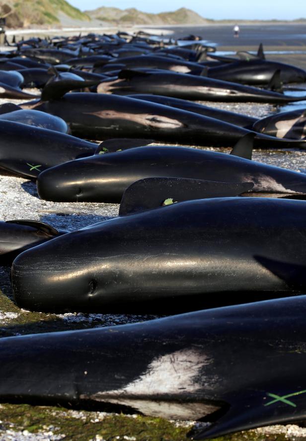 Mehr als 300 Wale in Neuseeland verendet