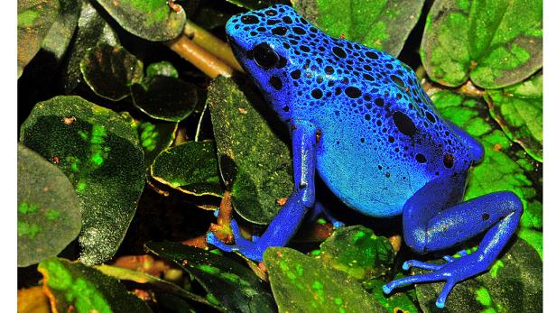 Ein blauer Baumsteigerfrosch sitzt auf grünen Blättern.