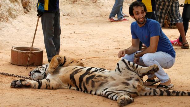 Tiger aus umstrittenem Tempel in Thailand geholt