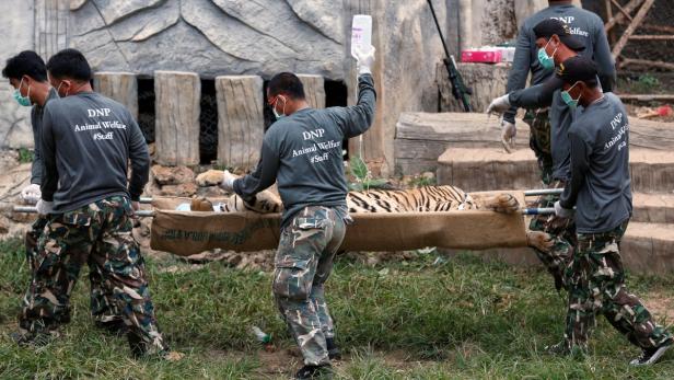 Tiger aus umstrittenem Tempel in Thailand geholt