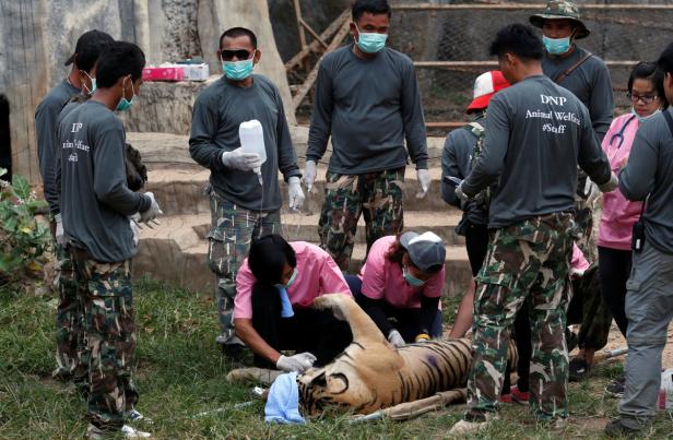 40 tote Tigerbabys in umstrittenem Tempel in Thailand gefunden