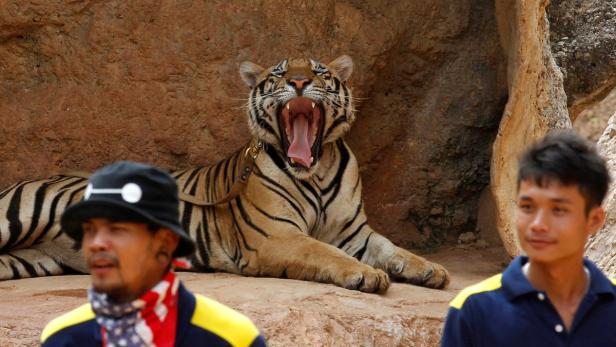40 tote Tigerbabys in umstrittenem Tempel in Thailand gefunden