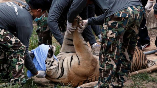 40 tote Tigerbabys in umstrittenem Tempel in Thailand gefunden