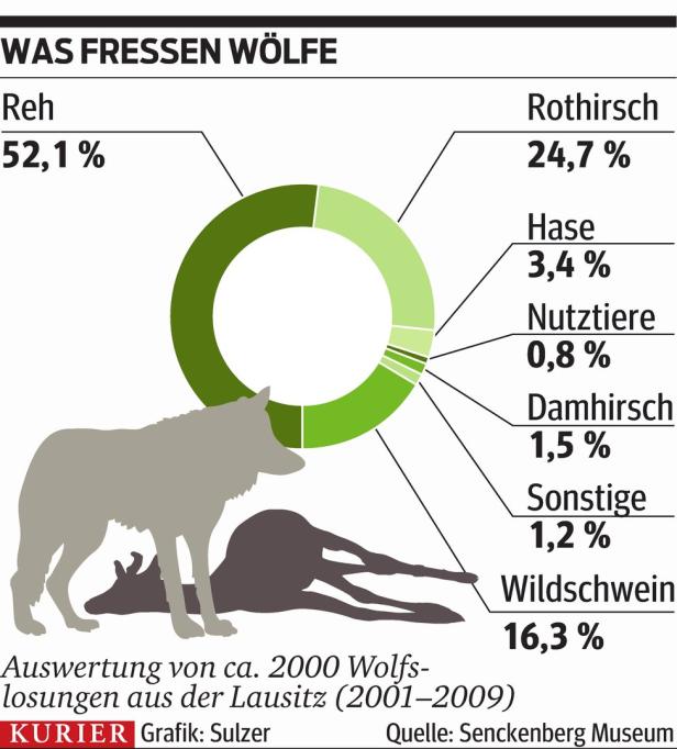 Österreich ist "Schlaraffenland" für Wölfe