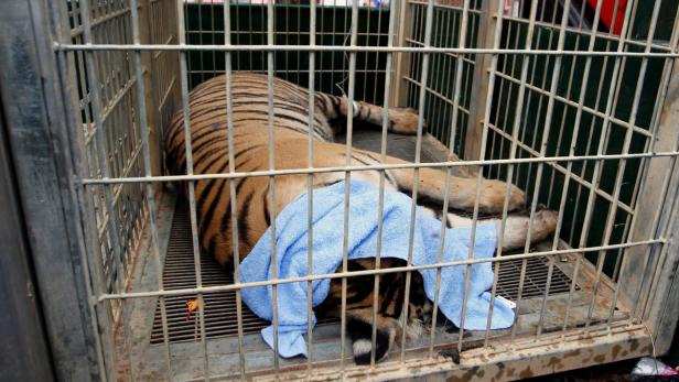 40 tote Tigerbabys in umstrittenem Tempel in Thailand gefunden