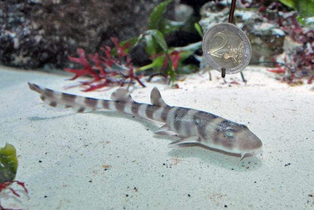 Ein Zebrahai liegt auf dem Sandboden eines Aquariums.
