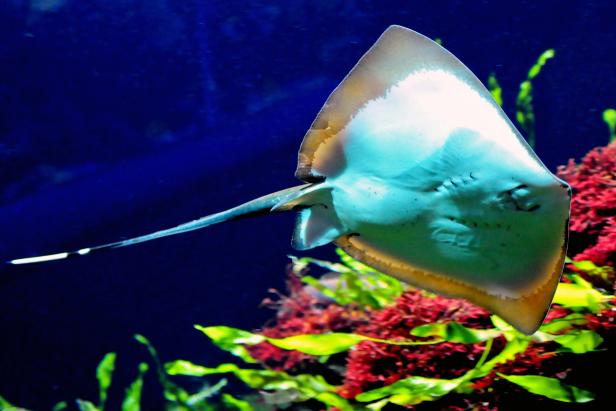 Ein Stachelrochen schwimmt in einem Aquarium mit Wasserpflanzen.