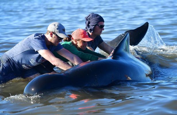 Rettungsaktion: Über 200 Walen gelingt Rückkehr ins Meer