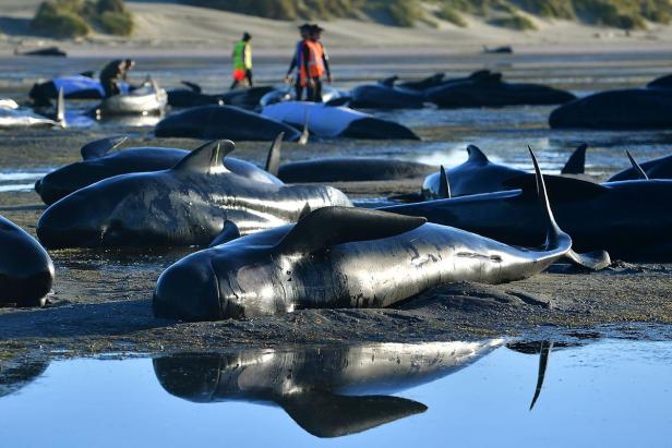 Rettungsaktion: Über 200 Walen gelingt Rückkehr ins Meer
