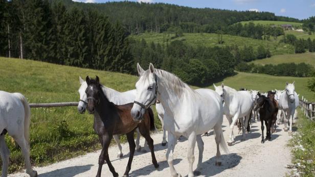 UNESCO würdigt Lipizzaner-Gestüt Piber