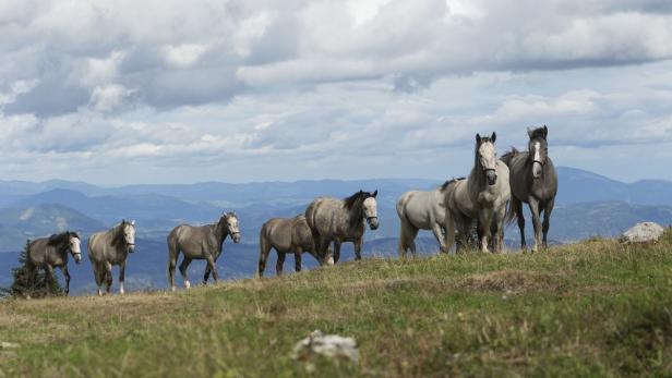 UNESCO würdigt Lipizzaner-Gestüt Piber