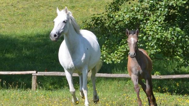 UNESCO würdigt Lipizzaner-Gestüt Piber