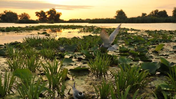 Seeschwalben fliegen über eine Wasserfläche mit Seerosen im Abendlicht.