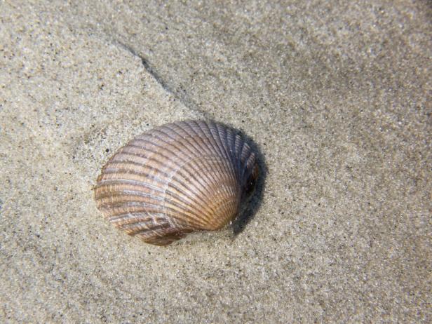 Diese 10 Muscheln finden Sie am Strand