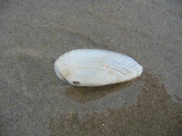 Muscheln und vieles Meer