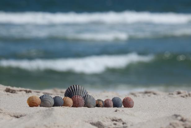 Muscheln und vieles Meer