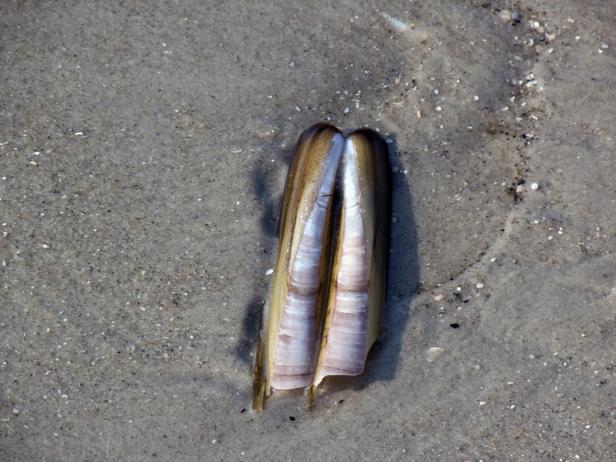 Diese 10 Muscheln finden Sie am Strand