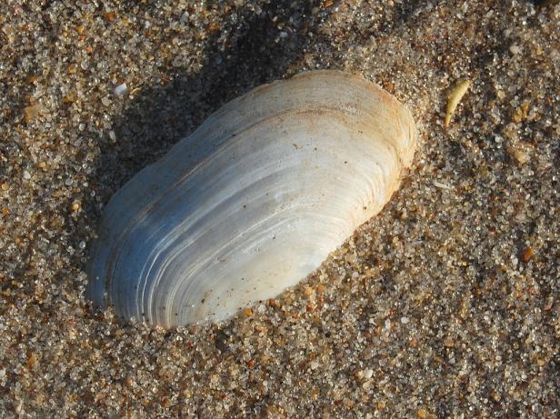 Muscheln und vieles Meer