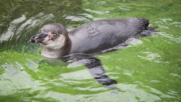 Ziegen, Affen und pöbelnde Pinguine