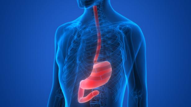 Human Body Organs (Stomach Anatomy)