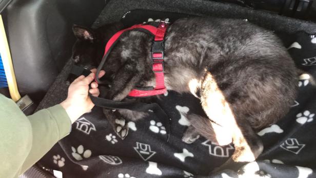 NÖ: Entlaufende Hundedame nach Unfall in Auto eingeklemmt