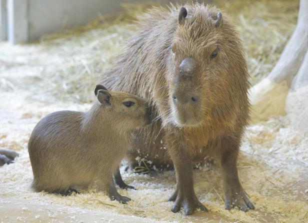 Wasserschwein-Nachwuchs, Tiergarten Schönbrunn…