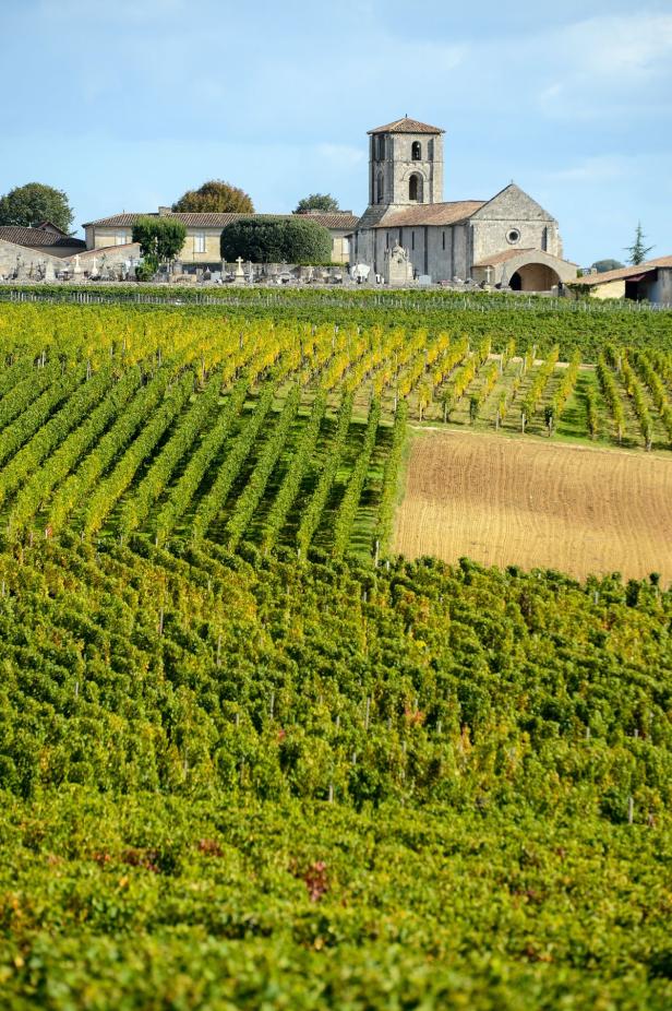Ein Weinberg mit einer Kirche und einem Friedhof im Hintergrund.