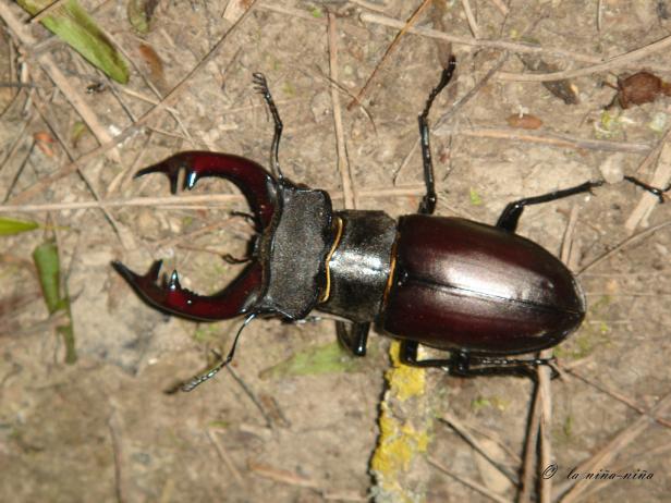 Die teuersten Tiere der Welt