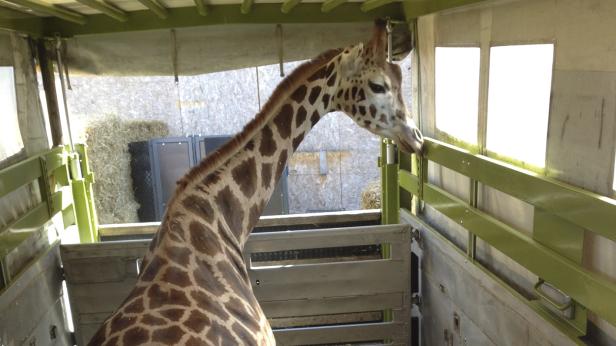 Schönbrunner Giraffe Lubango lebt jetzt in Neapel