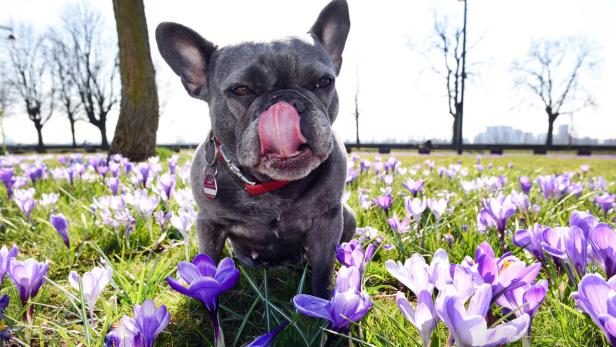 April bringt Vorgeschmack auf den Sommer