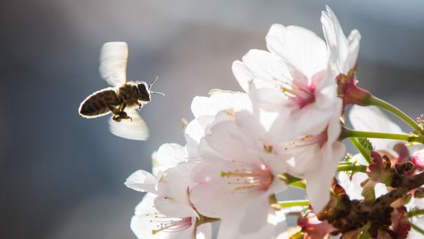 April bringt Vorgeschmack auf den Sommer