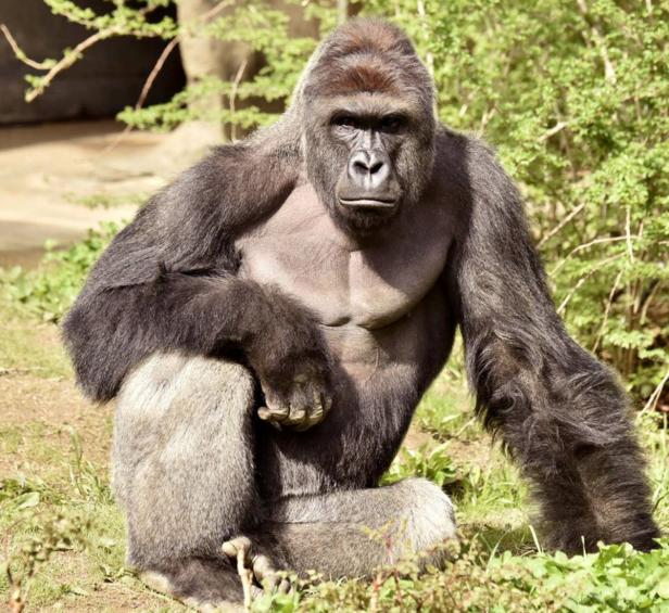 Tierschützer: Gerechtigkeit für getöteten Gorilla