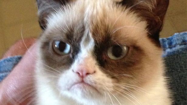 "Grumpy Cat": 100 Millionen Dollar in zwei Jahren