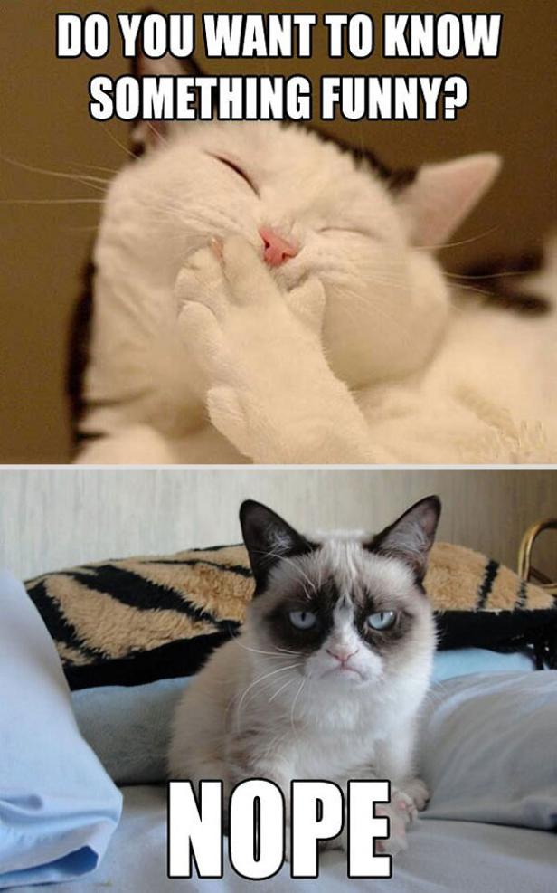 Nach Grumpy Cat: Dicker Kater wird Kultfigur