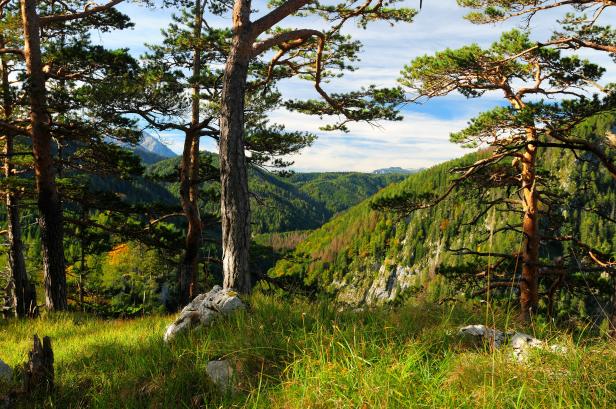 Umweltdachverband: "Unsere Nationalparks sind zu klein"