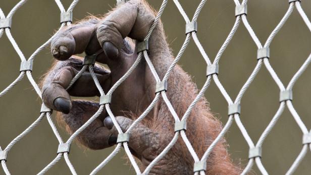 Die Hand eines Orang-Utans umklammert ein Drahtseilnetz.