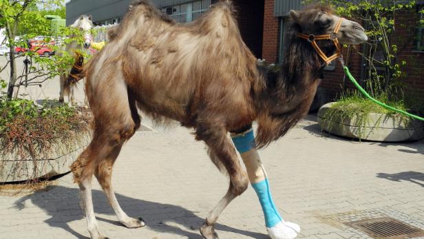 Ein Dromedar steht mit einem bandagierten Bein im Freien.