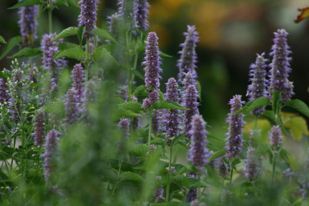 Sommerblumen im Porträt