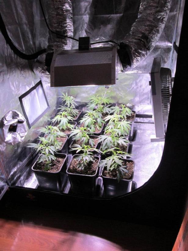 Mehrere Cannabis-Pflanzen in Töpfen unter einer Wachstumslampe in einem Zelt.